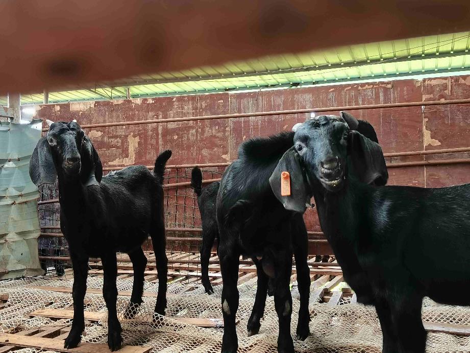 黑山羊养殖技术和条件,养黑山羊的技术和养殖方法学习