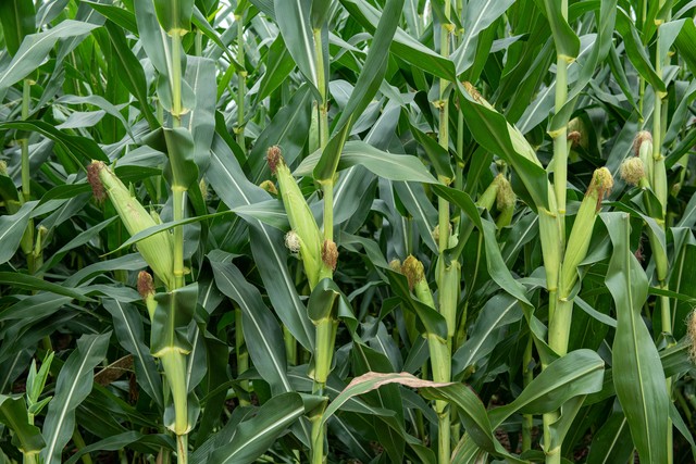 承包10000亩土地种粮食能挣钱吗,承包1000亩农田能赚多少