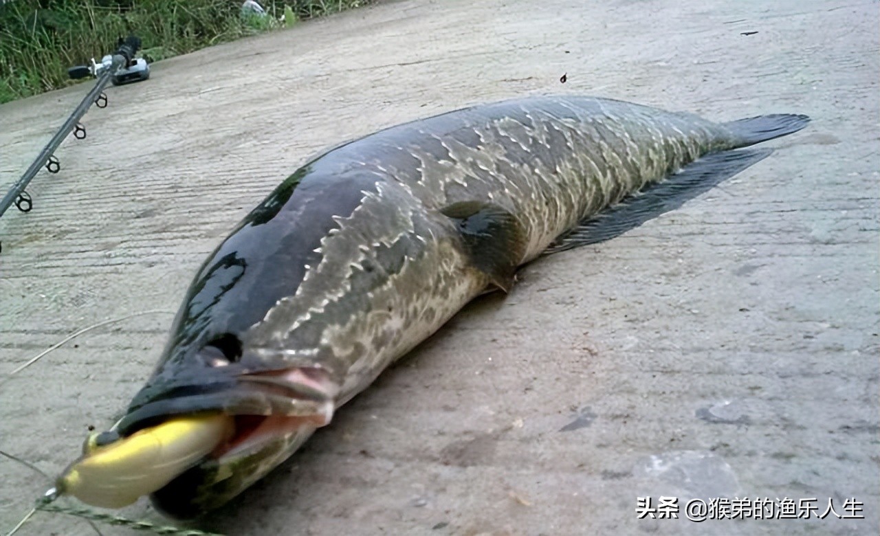 传统钓黑鱼比路亚好钓为什么,活水路亚钓黑鱼的方法与技巧