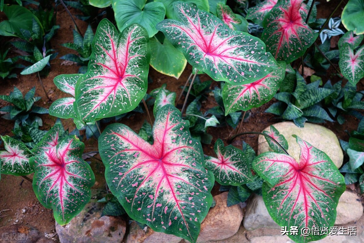 适合室内养耐阴的小型观赏花,好养的喜阴花有哪些室内