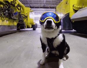 好狗粮品牌进口,2023国产狗粮品牌