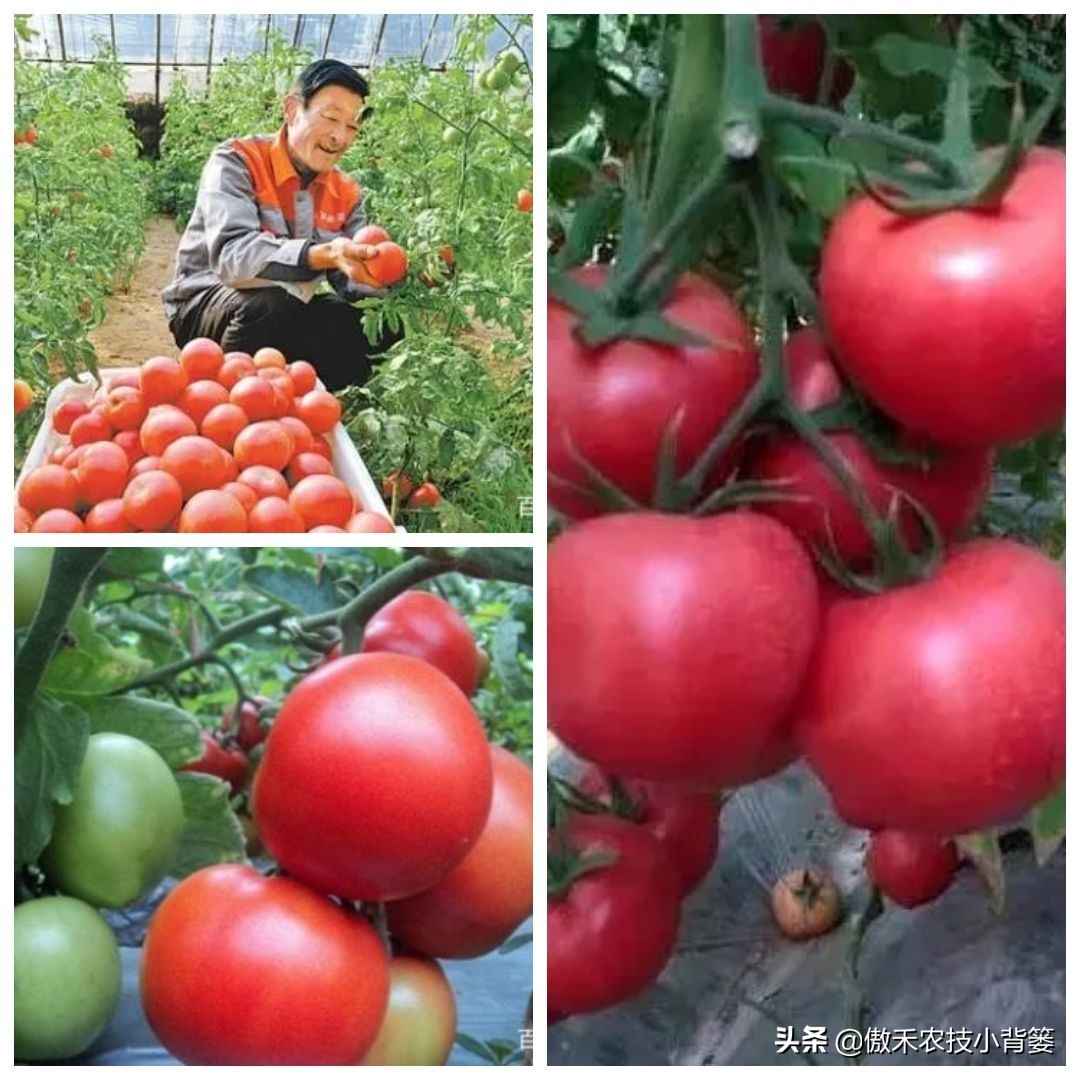 菌肥和菌剂的区别,菌肥与有机肥的区别