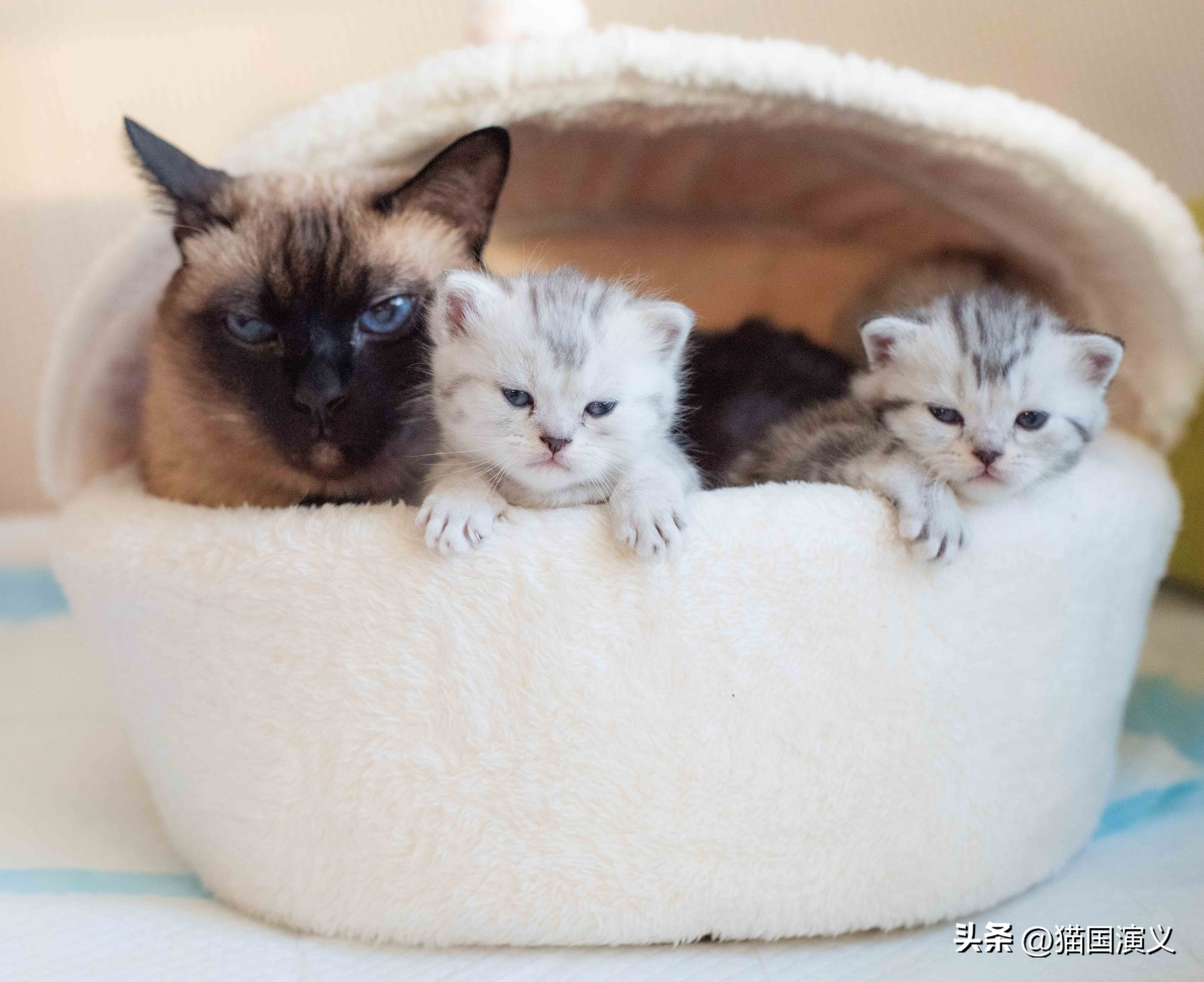 怎么让猫咪熟悉自己的猫窝 (猫咪适合什么样的猫窝)