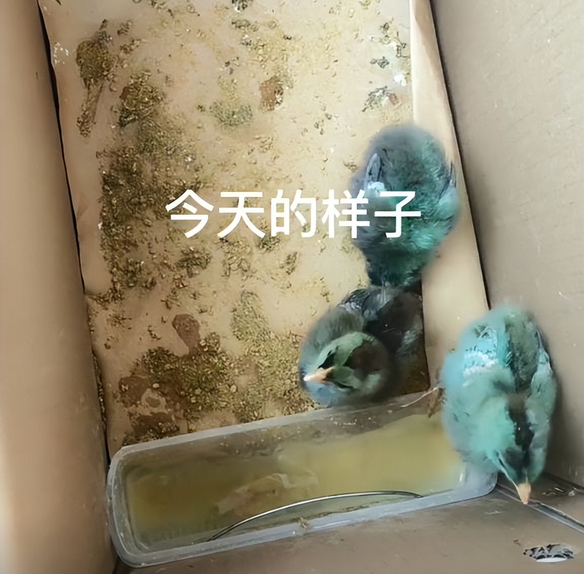 女子花3000元买了只鸡,女子花3000元买了一只鸡