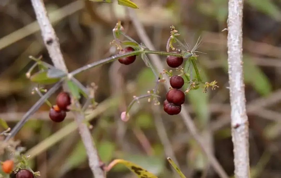 万物有灵|皂原野摇曳小风车——茜草