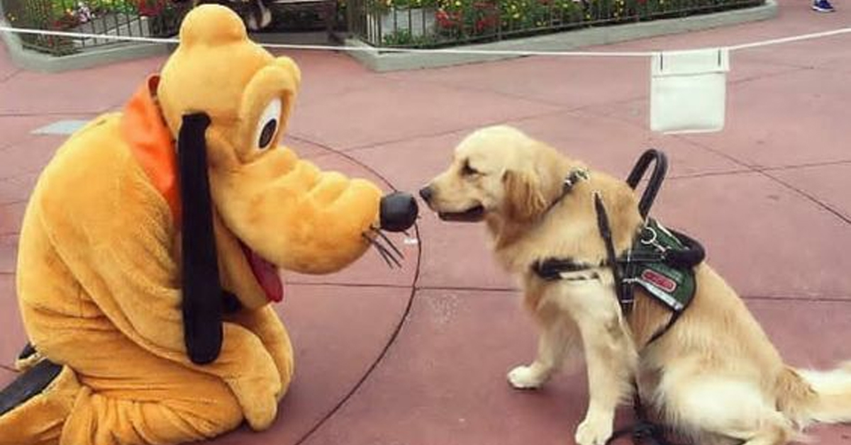 废弃迪士尼乐园吓人的照片,迪士尼乐园合拍照片