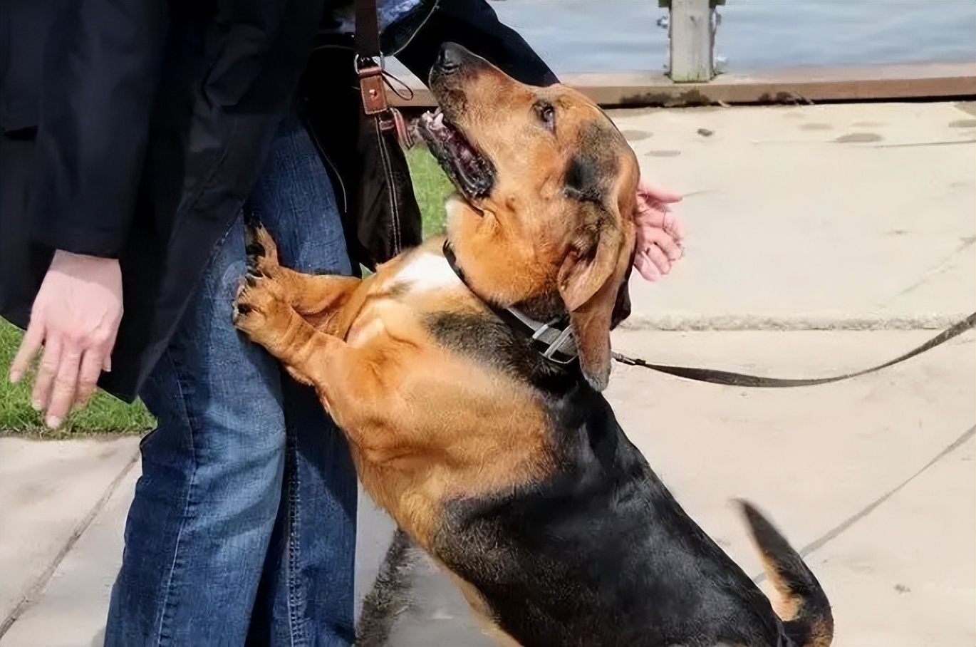 狗狗跳起来扑主人是什么意思,狗狗兴奋扑人要怎么让它冷静