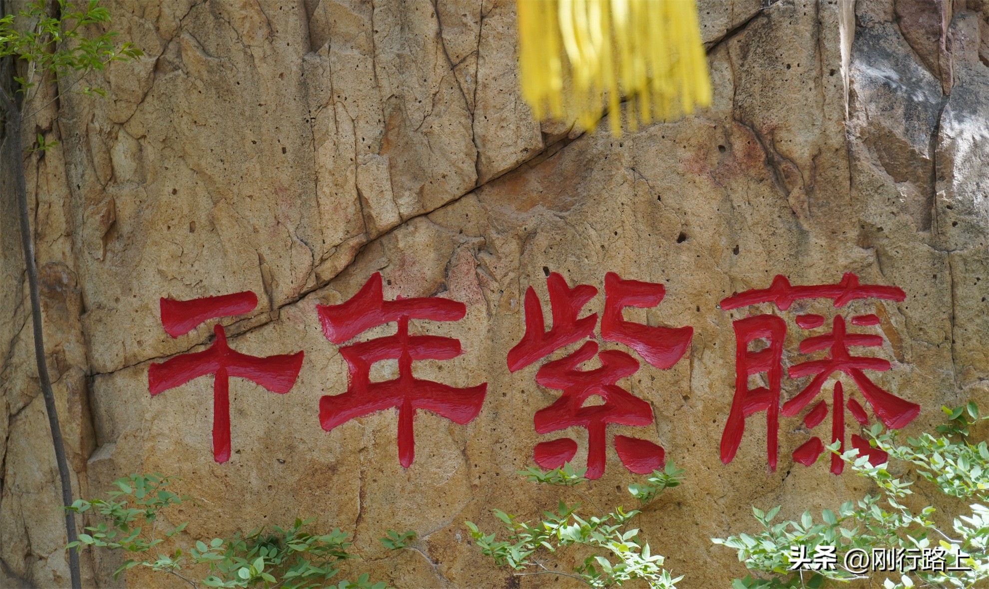 南山千年紫藤怎么走,南山千年紫藤观赏