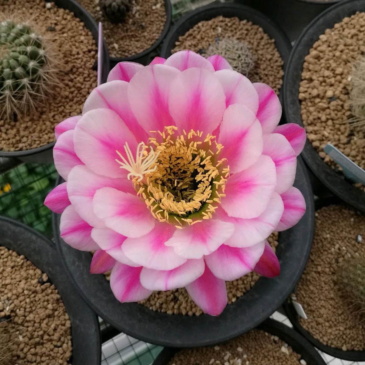 毛花柱仙人球品种大全,顶级精品仙人球花