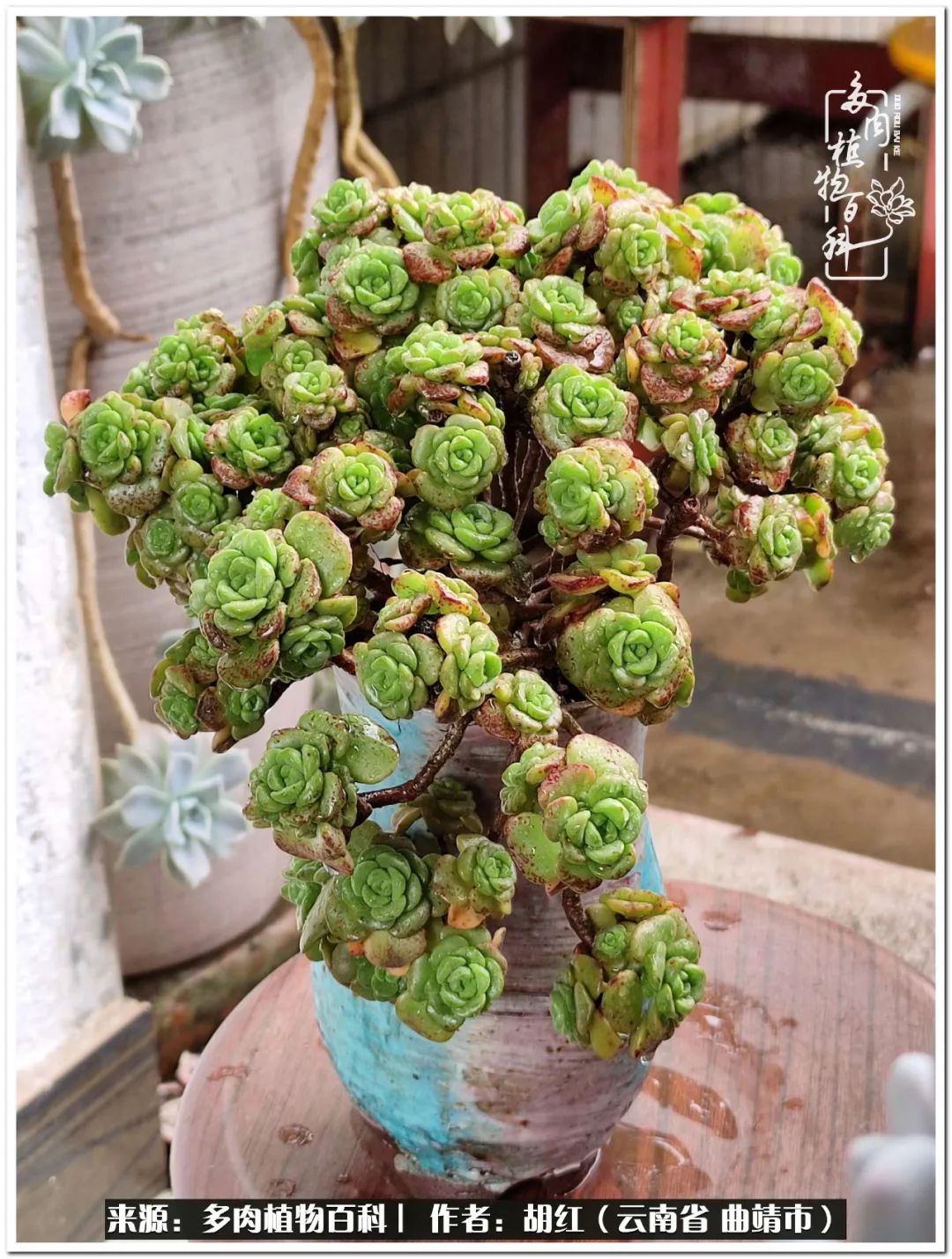 多肉植物里的糖,多肉生活的调味剂