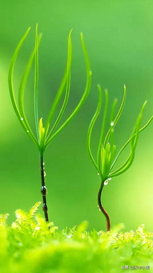 最美的手机壁纸大全,养眼养心的壁纸