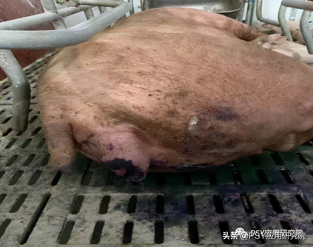 猪场母猪断配率标准,母猪断乳怎么管理