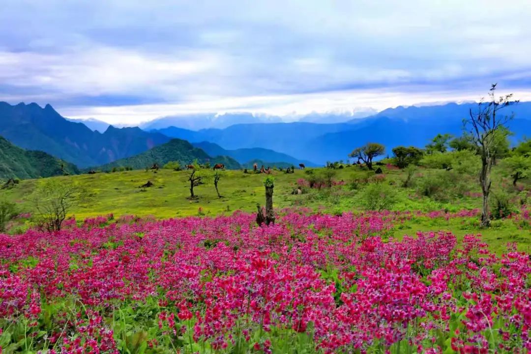 红色樱桃文化,红色文化四川记忆