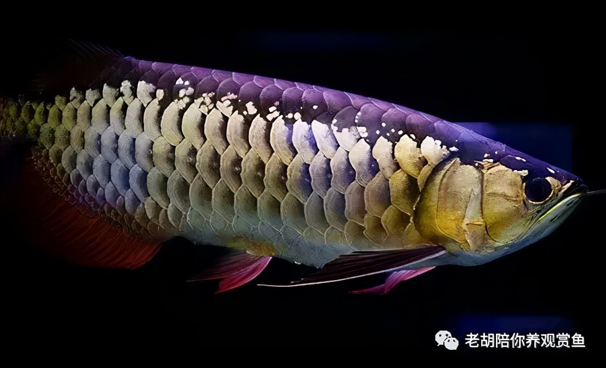 金头过背金龙鱼怎么饲养,如何饲养蓝底过背金龙鱼