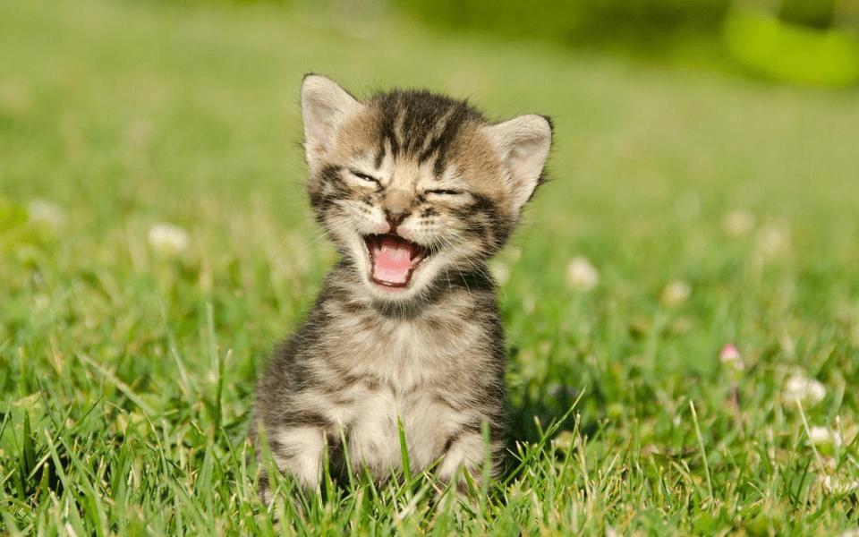 猫咪笑很开心,猫咪歪嘴笑是开心还是不开心