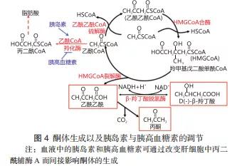 生酮饮食联合疗法治疗恶性肿瘤研究进展