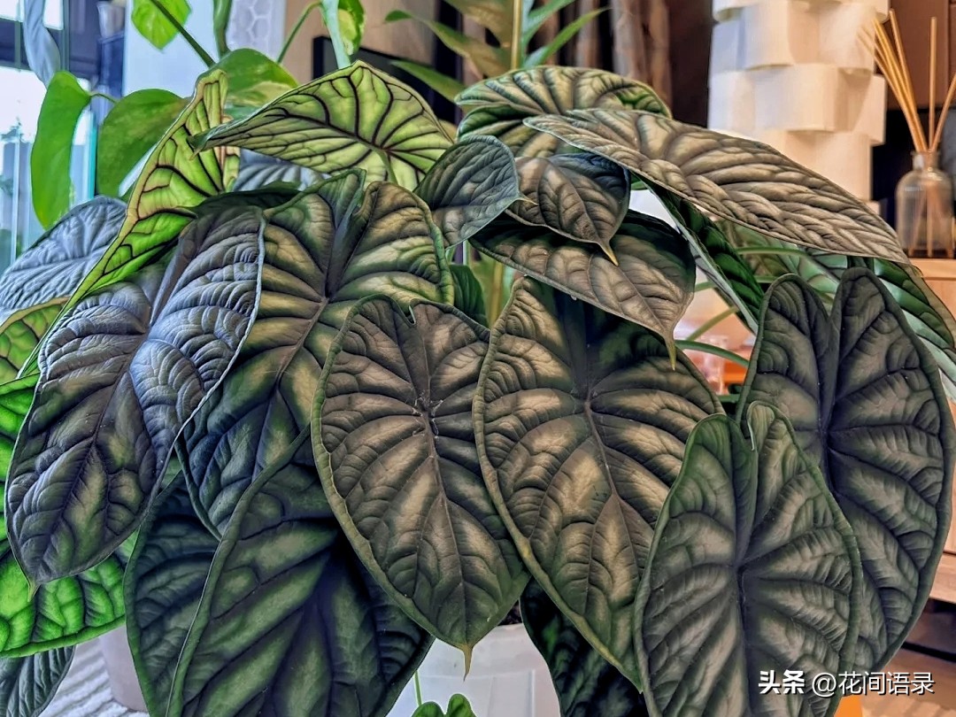 适合室内养的大叶矮壮绿植,室内超大叶片绿植