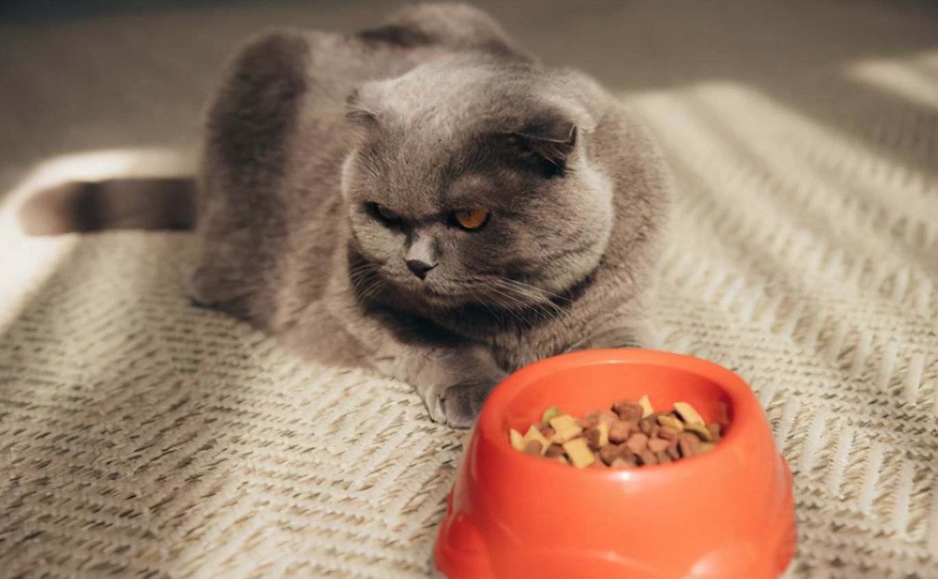 英短猫多少钱一只银渐层,英短猫多少钱一只邢台