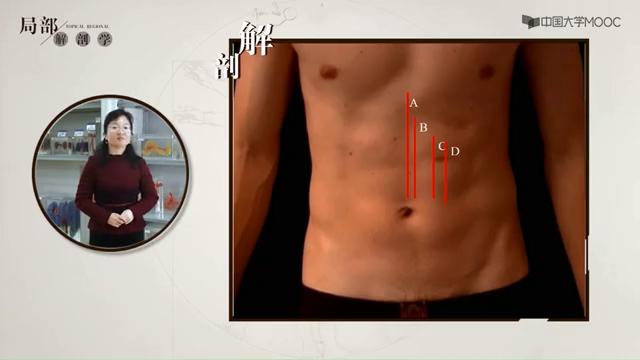 腹部影像解剖知识点,局部解剖学腹部知识点总结