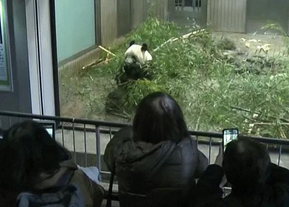 大熊猫香香回国日本民众哭着告别,大熊猫香香回国日本民众哭了