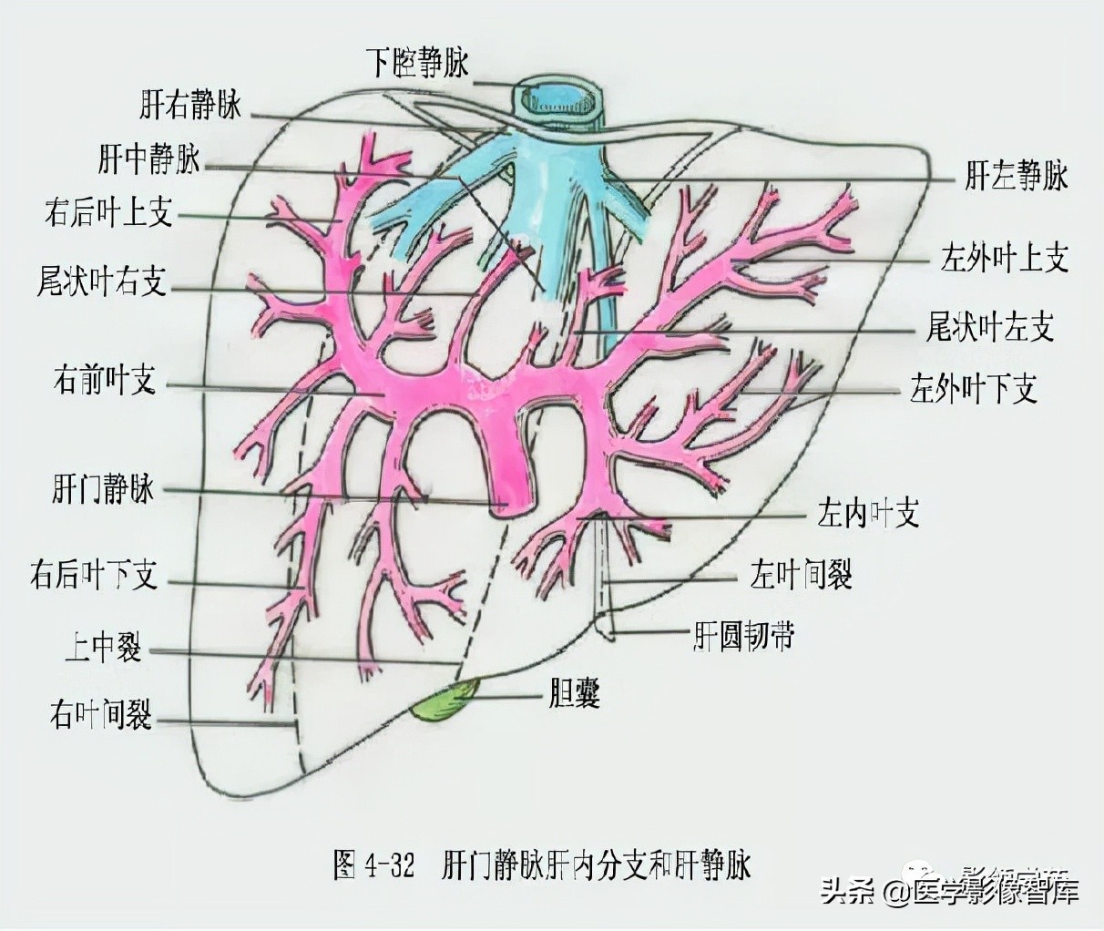 肝脏影像分叶分段解剖图,肝脏分段解剖图谱