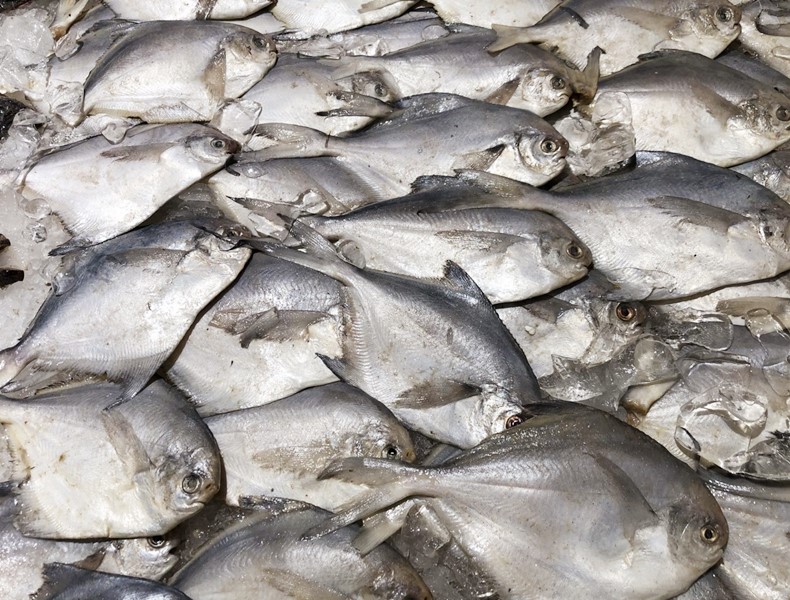 人工养殖最好的鱼排行前十,什么鱼便宜可以养殖好的