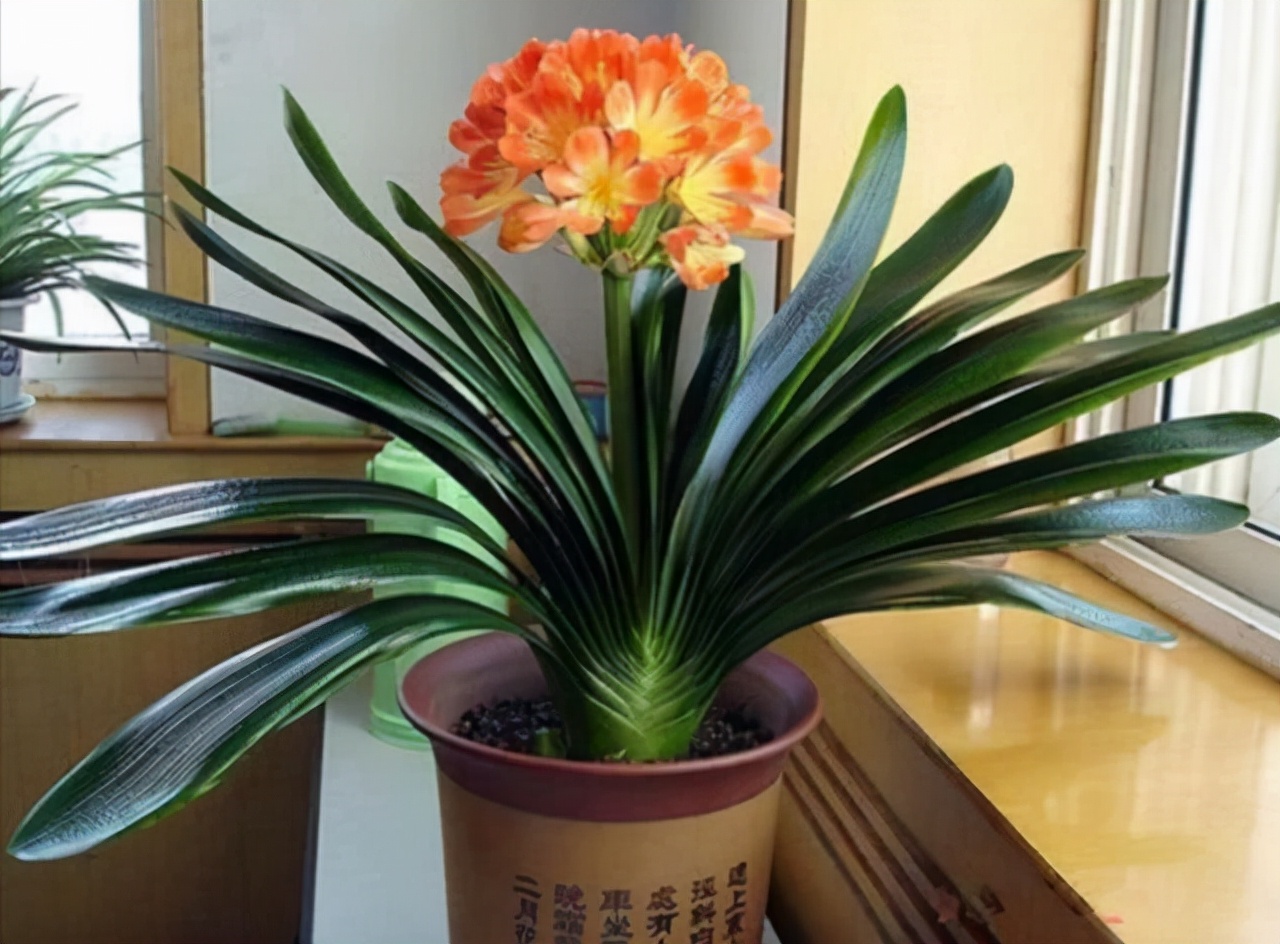 家里不能养的10种花,家里不能养的四种花