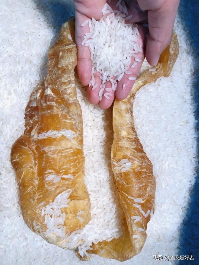 鱼胶为什么会发霉生虫,长虫的鱼胶可以洗完重新晾干吗