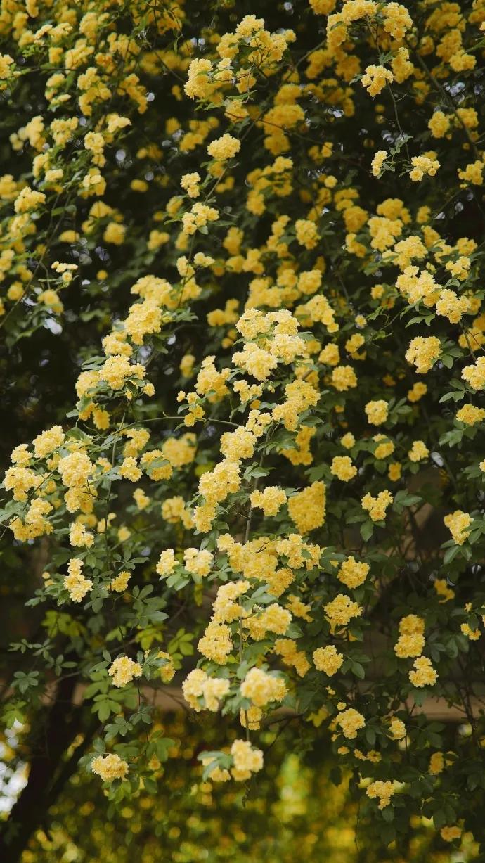 黄色系花朵壁纸,白色郁金香花田壁纸