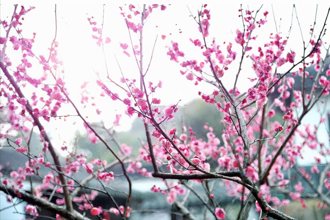 现代最美卜算子情诗,唐诗宋词经典50首卜算子