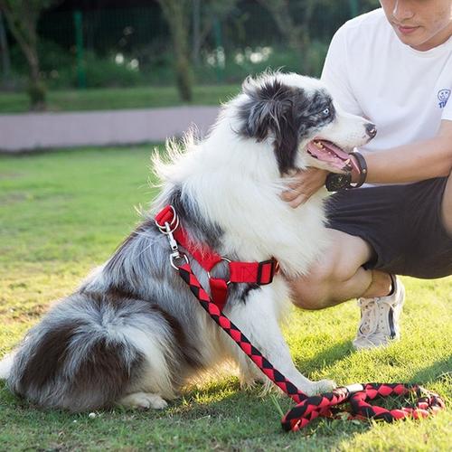 狗狗咬牵引绳行为矫正方法,为什么狗狗喜欢咬裤脚