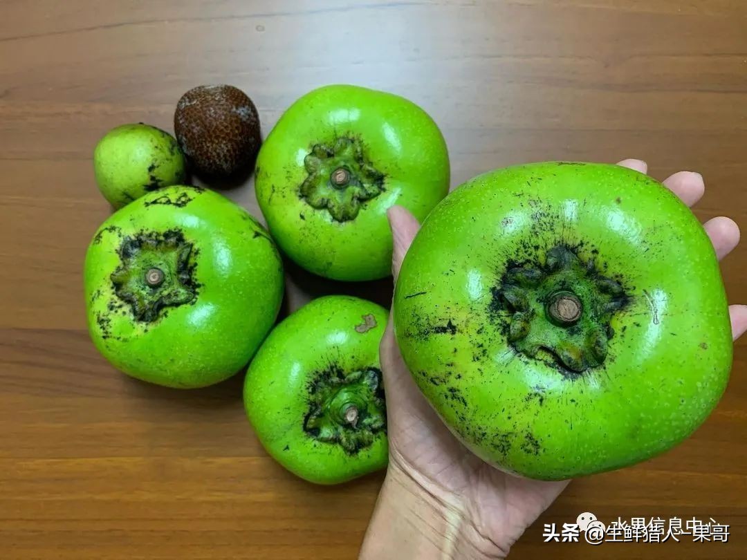 #奇异水果知多少#椰柿、黄晶果、冰淇淋果、巧克力布丁果等