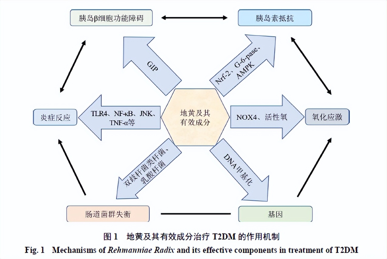 2型糖尿病的中医病因病机探讨,中药防治糖尿病作用的研究进展