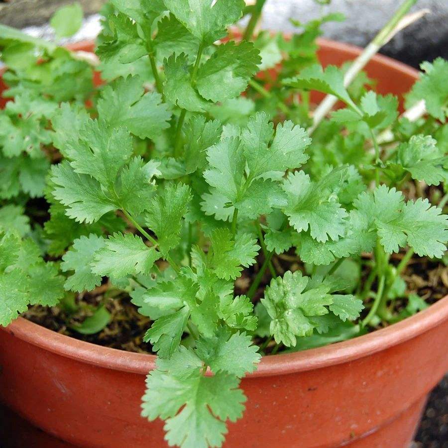 适合冬季种的绿色蔬菜,冬季可以种植的耐寒蔬菜盘点