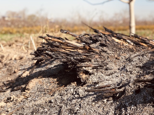 养羊的方法和技巧,养羊必备的100种方法