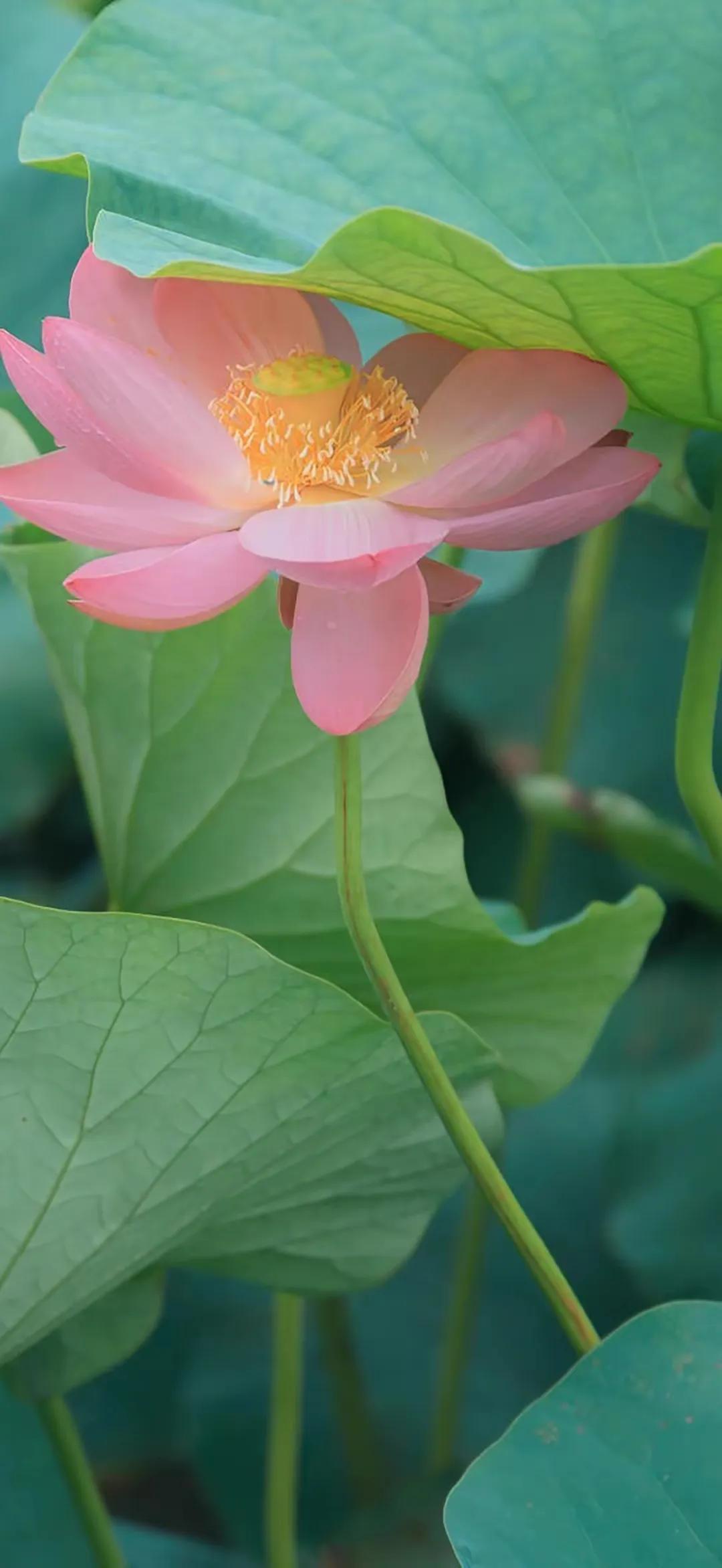 荷花千瓣莲唯美高清大图壁纸,唯美荷花壁纸手机超清全面屏