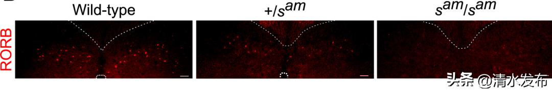 为什么有些兔子可以倒立行走,兔子居然还会练功