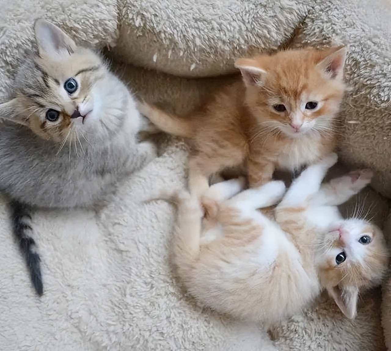 宠物猫妈妈为什么要把猫宝宝叼走,母猫会把小猫叼给铲屎官照顾吗