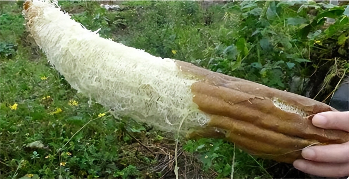 15种中国人能吃且爱吃，而外国人基本不吃的食物，优越感倍增