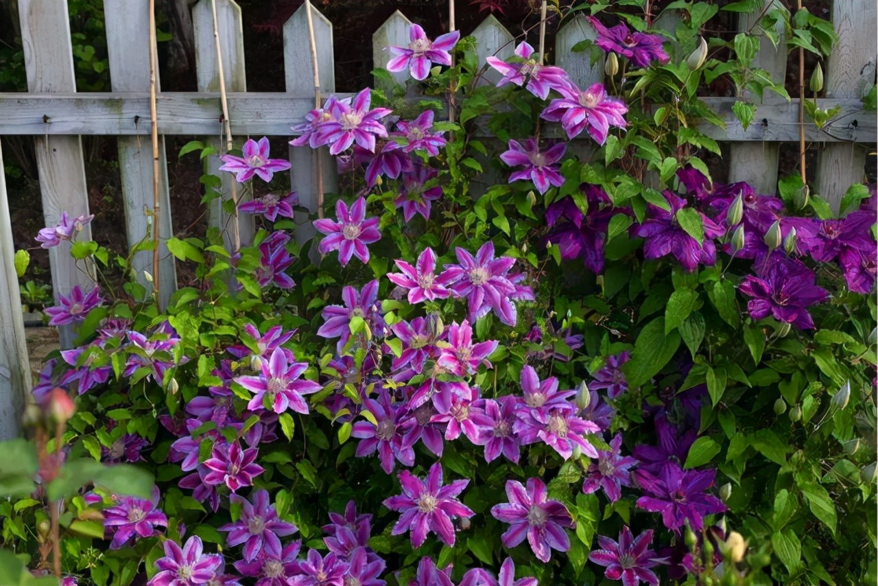 院子里葡萄架越来越少，不是不喜欢，而是这12种藤蔓植物能替代它