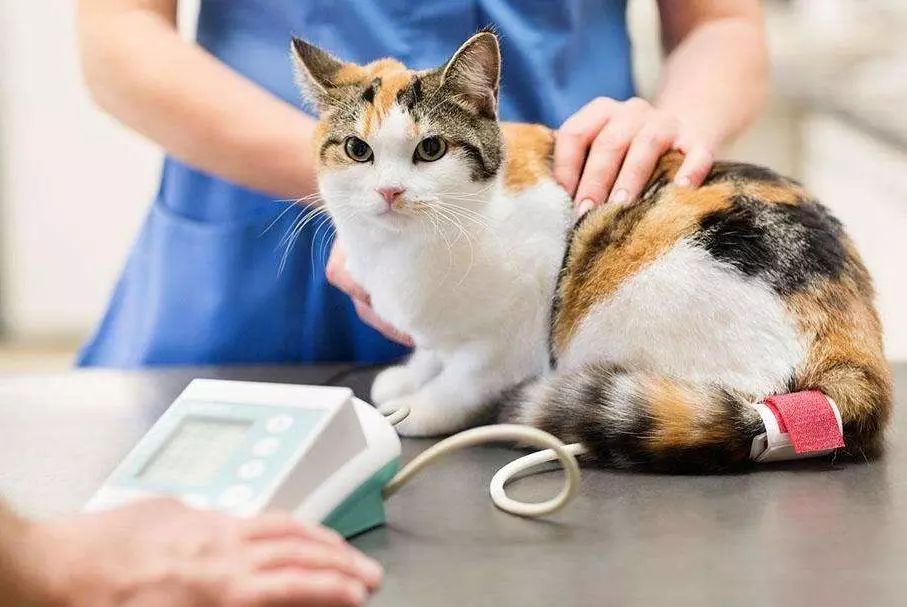 猫咪的年龄是如何换算的,猫咪年龄对照表图猫咪几岁聪明