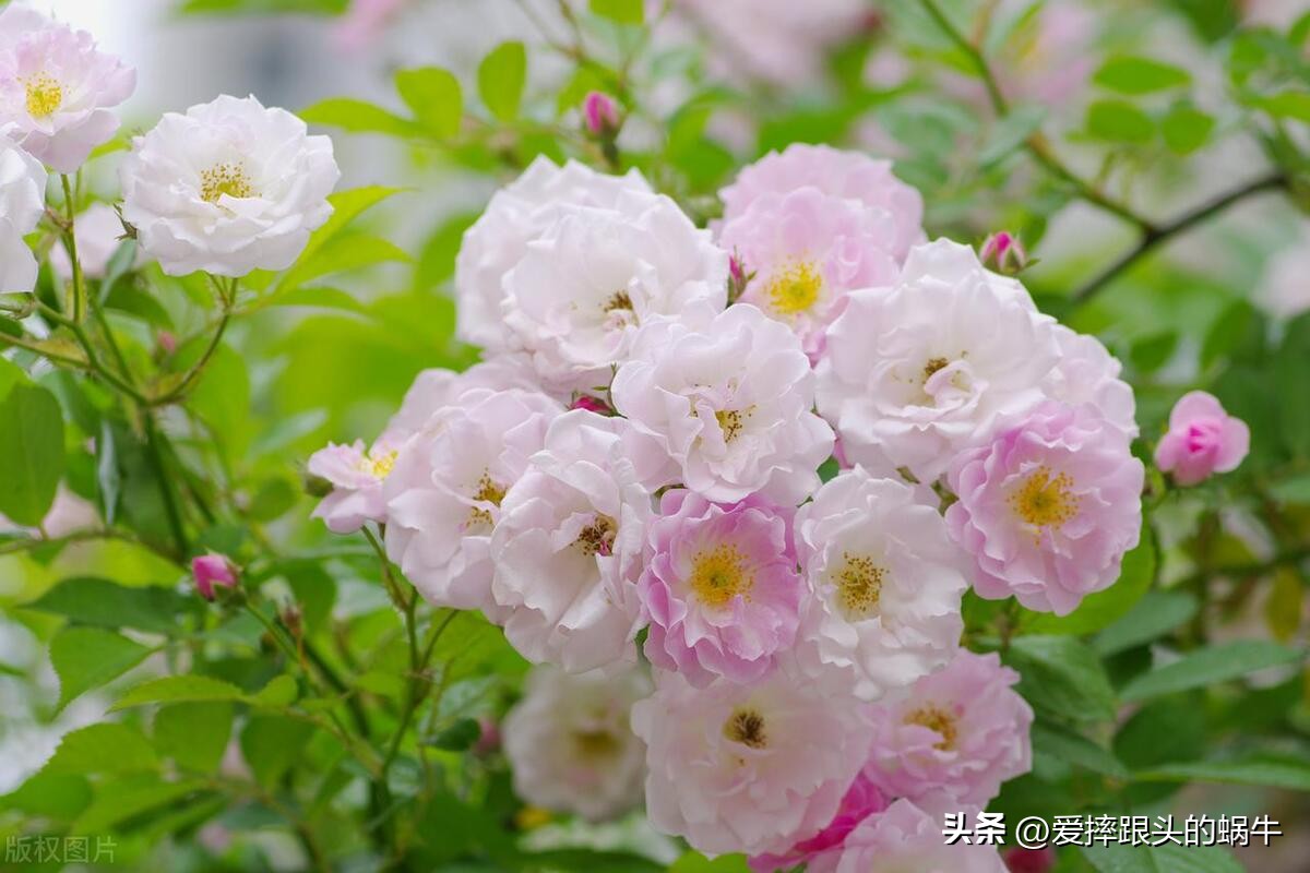 生如夏花灿烂的时候,生如夏花绚烂绽放歌曲视频