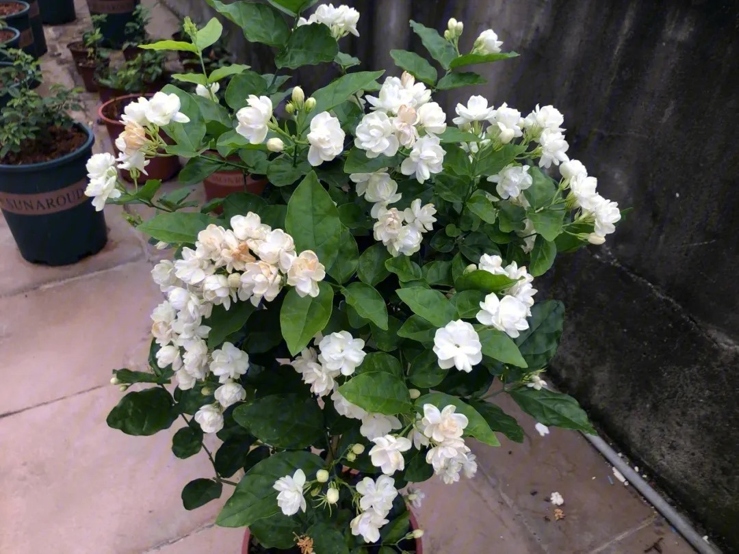 怎么养茉莉花开花多,茉莉花如何养开花不断