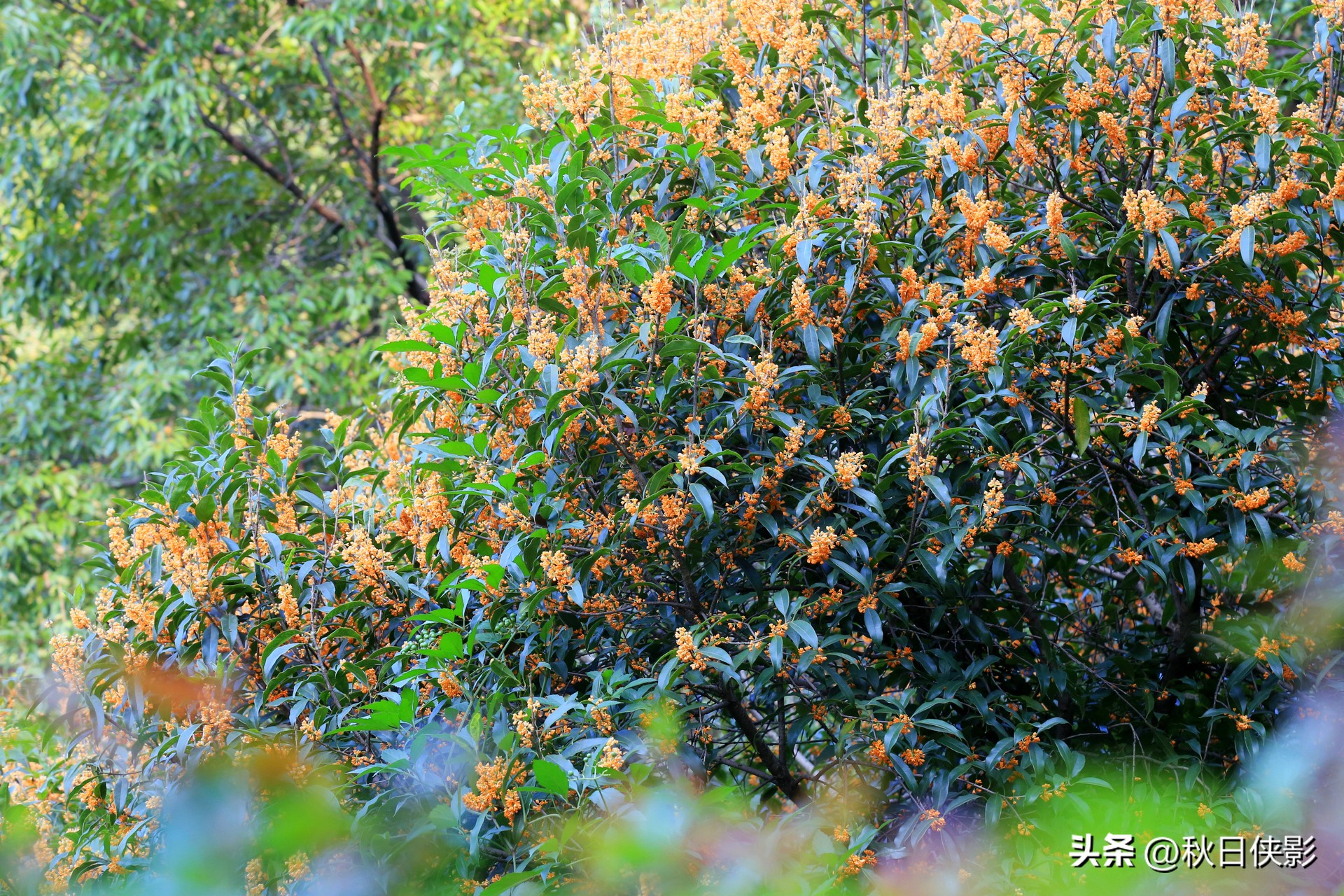 杭州赏桂花最佳处,杭州看桂花的最佳地方