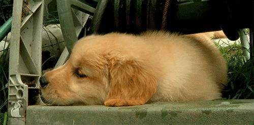 购买金毛犬的注意事项,怎么辨别金毛幼犬是真的还是假的