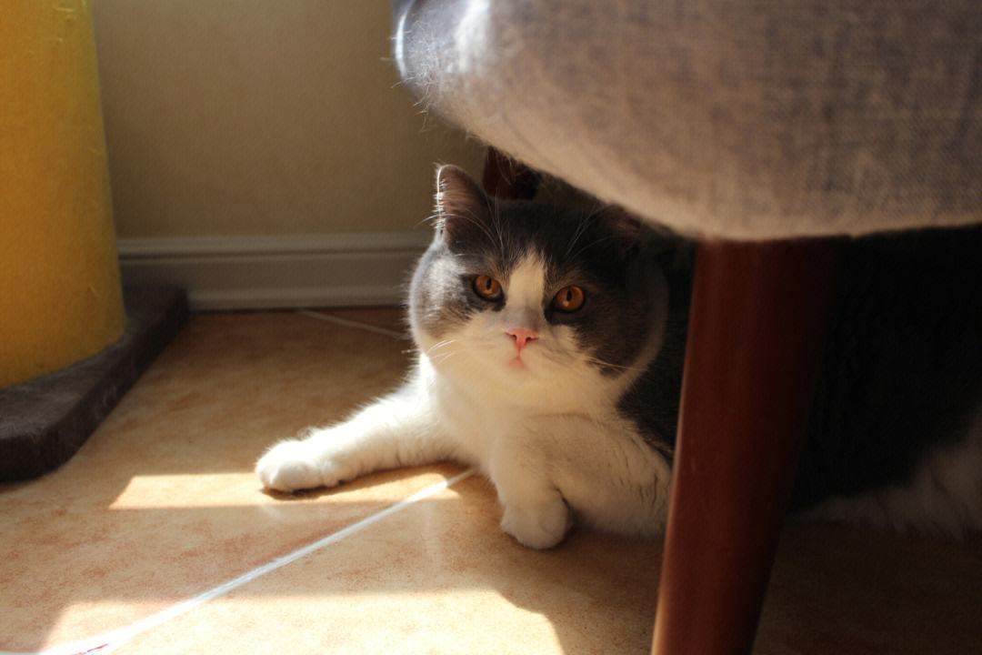 没圈养过的猫咪被圈养会怎么样,猫咪到底喜不喜欢被圈养