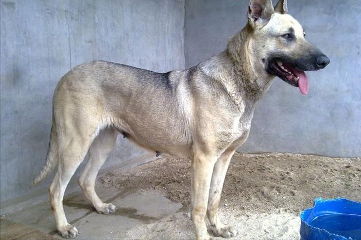 最新狗狗禁养名单,狗狗禁养名单