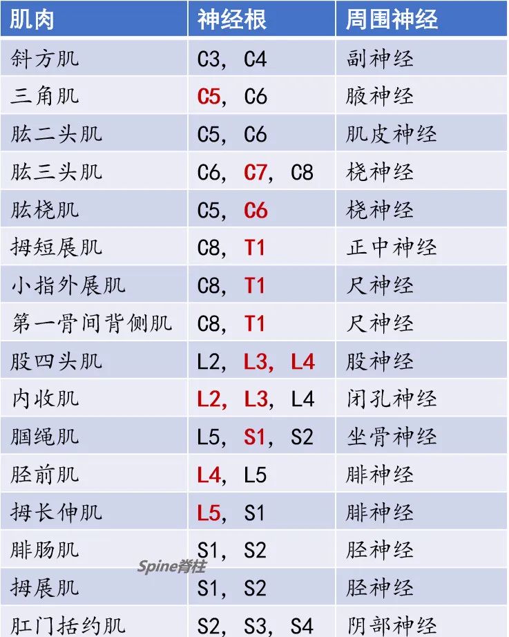 脊柱神经支配疼痛区域,脊柱神经支配的脏腑