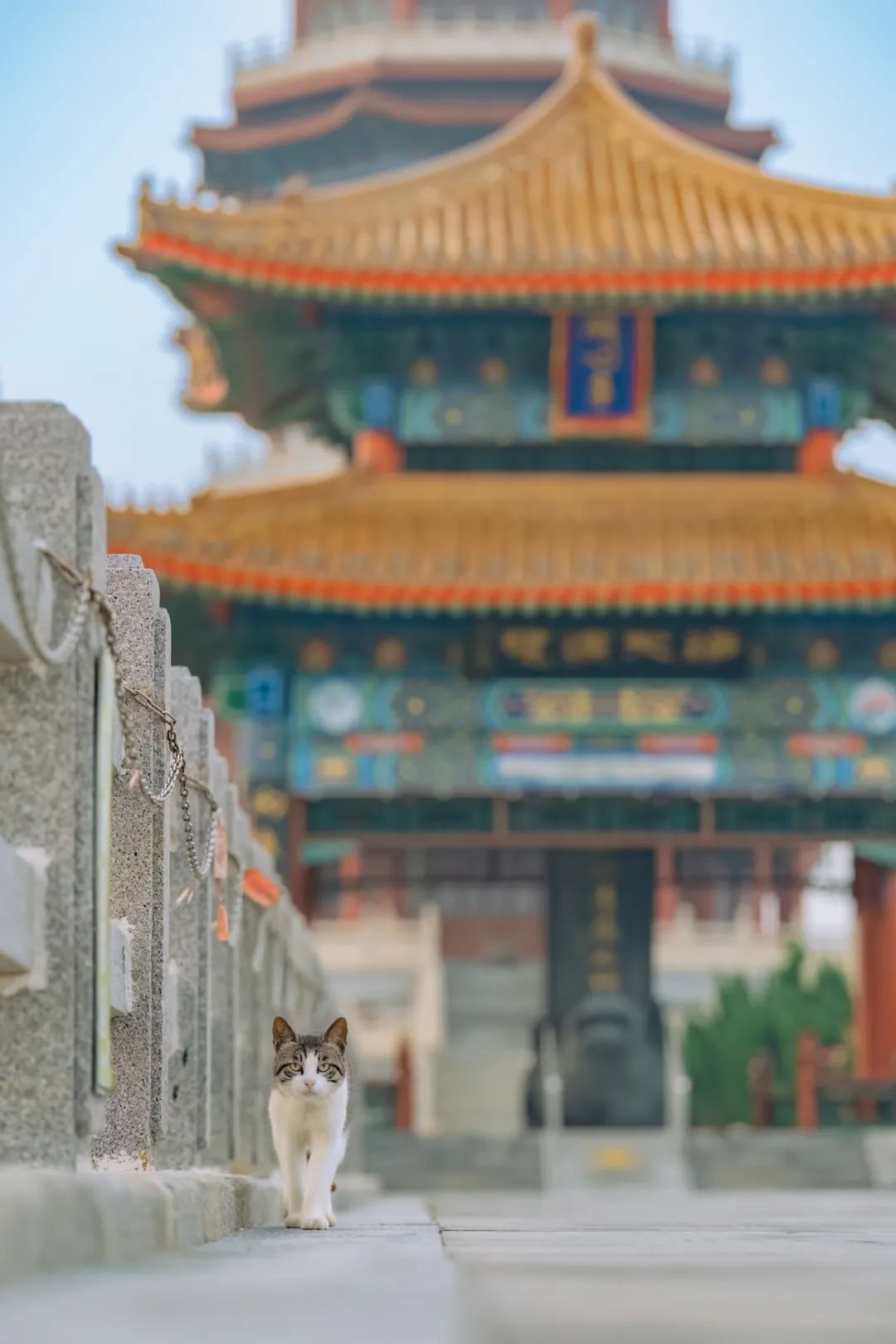 八仙过海各显神通鼠来宝,八仙过海狸猫