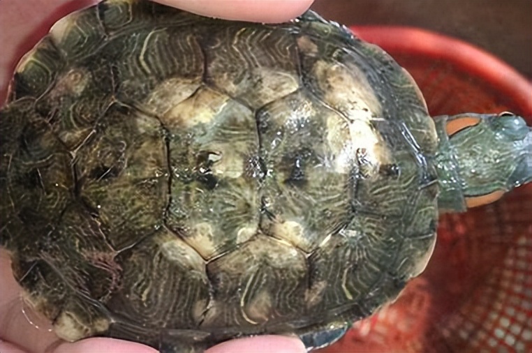 给养龟新手的一点点小建议,选择宠物龟时常被忽略的三个重点